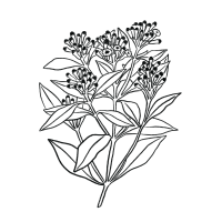 Caryophyllene-Icon Caryophyllene-Icon